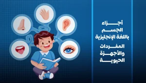 أجزاء الجسم باللغة الانجليزية